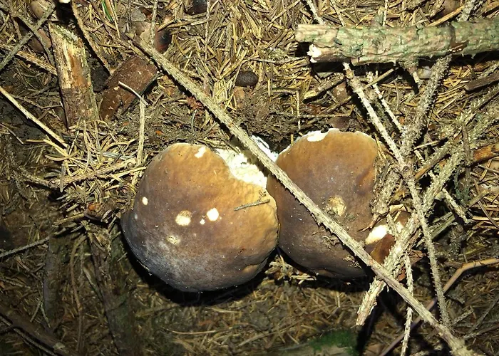 U Sjezdovky, Zadov 22 *